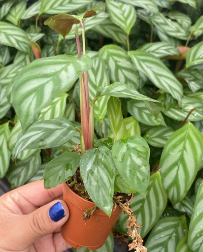 2" Calathea Silver Star